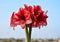 Bunch of Charisma Amaryllis flowers. Natural Bouquet.s