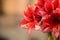 Bunch of Charisma Amaryllis flowers. Natural Bouquet.s