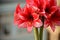 Bunch of Charisma Amaryllis flowers. Natural Bouquet.s