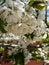 Bunch of charry flower at branch in the garden. White flowers bunch. Blossom season partiality blurred background