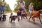 A bunch of cheerful dogs on the leash on the walk in the park with dog walkers. Pets, walkers, service