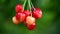 A bunch of cherries rotate clockwise. Fresh juicy sweet cherry rotate. Sweet-cherry texture. Side view.