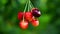 A bunch of cherries rotate Counterclockwise. Fresh juicy sweet cherry rotate.