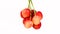 A bunch of cherries rotate Counterclockwise. Fresh juicy sweet cherry rotate. Sweet-cherry texture. Side view.