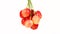 A bunch of cherries vibrates like a pendulum. Oscillations slowly turn into rotation. Fresh juicy sweet cherry rotate.