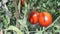 Bunch of cherry tomatoes on bed in garden on sunny day