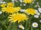 Bunch of close up Dandelion and Daisy Bellis perennis in green