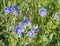 bunch of close up Forget-Me-Not flower myosotis alpestris growing wild, selective focus, bokeh green grass background