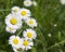 Bunch of close up perfect white yellow Daisy flowers Bellis per