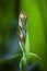 A Bunch of closeup canna lily flower buds