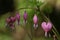 A bunch of closeup view of beautiful dicentra spectabilis flower