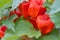 Bunch cluster group of Chinese Lantern flower plants with close up macro distance