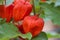 Bunch cluster group of Chinese Lantern flower plants with close up macro distance