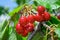 Bunch cluster of ripe red cherries and green leaves on cherry tr