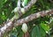 Bunch of Cocoa Pods in Tree