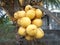 Bunch of coconut king yellow fuits