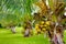 A bunch of coconuts ripening on a dwarf coconut tree on the Big Island of Hawaii