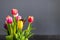 A bunch of coloful tulips in front of a grey wall with copy space