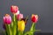 A bunch of coloful tulips in front of a grey wall with copy space