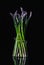 Bunch of colorful asparagus on black background, Gourmet concept