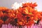 Bunch of colorful flowers, chrysanthemium