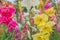 Bunch of colorful Gladiolus flowers in beautiful garden