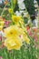 Bunch of colorful Gladiolus flowers in beautiful garden