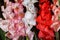 Bunch of colorful rose, white and red gladiolus flowers