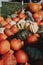 Bunch of colorful rotten pumpkins thrown in a field  after a pumpkin patch