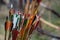 Bunch colourful of bow arrows for archery. Archer competition, shooting at target