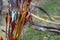 Bunch colourful of bow arrows for archery. Archer competition, shooting at target