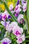 A bunch of colourful garden pansies, also known as violas