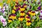 A bunch of colourful garden pansies, also known as violas