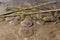 Bunch of common jellyfish dying on sand