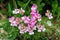 Bunch of Common snapdragon or Antirrhinum majus flowering plants with light pink open blooming flowers growing in local urban