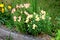 Bunch of Common snapdragon or Antirrhinum majus herbaceous perennial plants with small fully open blooming light pink flowers