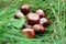 Bunch of conkers laying in long grassy field