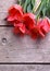 Bunch of coral tulips on aged wooden background.