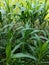 A bunch of corn plants in a rural Indonesian country garden