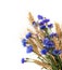 Bunch of cornflowers and ears isolated on white background