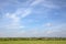 Bunch of cows grazing in the pasture, peaceful and sunny in Dutch landscape with a blue sky with clouds on the horizon