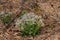 Bunch of cuckoo flower or meadow foam growing in the forest between dry leaves and twigs, Cardamine pratensis or Wiesen