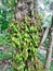 A bunch of cucumber tree. Scientific name is Averrhoa bilimbi.