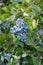 Bunch of cultivated blueberries on bush in agriculture field with leaves