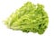 Bunch of curly-leafed lettuce isolated