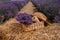 .A bunch of cut lavender in a wicker basket against a backdrop of flowering lavender fields. Lavander Harvesting concept