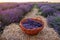 .A bunch of cut lavender in a wicker basket against a backdrop of flowering lavender fields. Lavander Harvesting concept