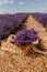 .A bunch of cut lavender in a wicker basket against a backdrop of flowering lavender fields. Lavander Harvesting concept