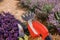 .A bunch of cut lavender in a wicker basket and pruning shear against a backdrop of flowering lavender fields. Lavander Harvesting