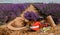 .A bunch of cut lavender in a wicker basket and pruning shear against a backdrop of flowering lavender fields. Lavander Harvesting